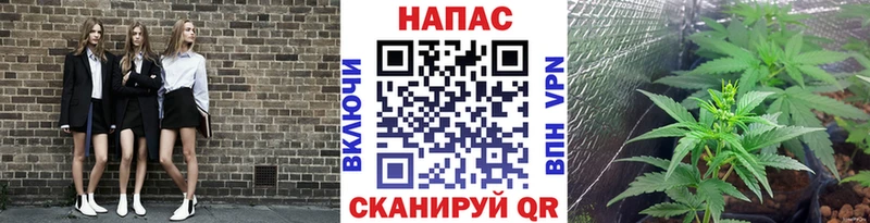 Конопля гибрид  Борзя 